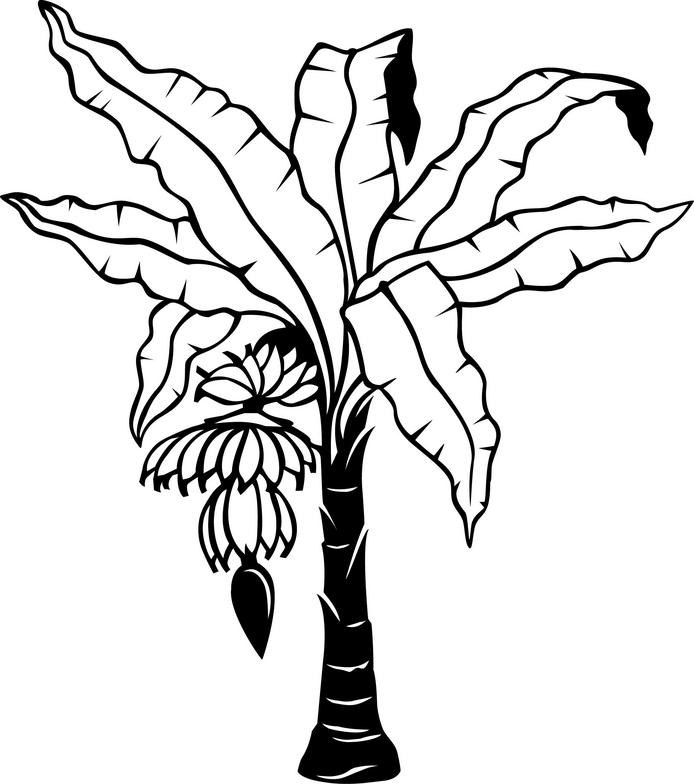 banana tree leaf template Colouring Pages (page 3)