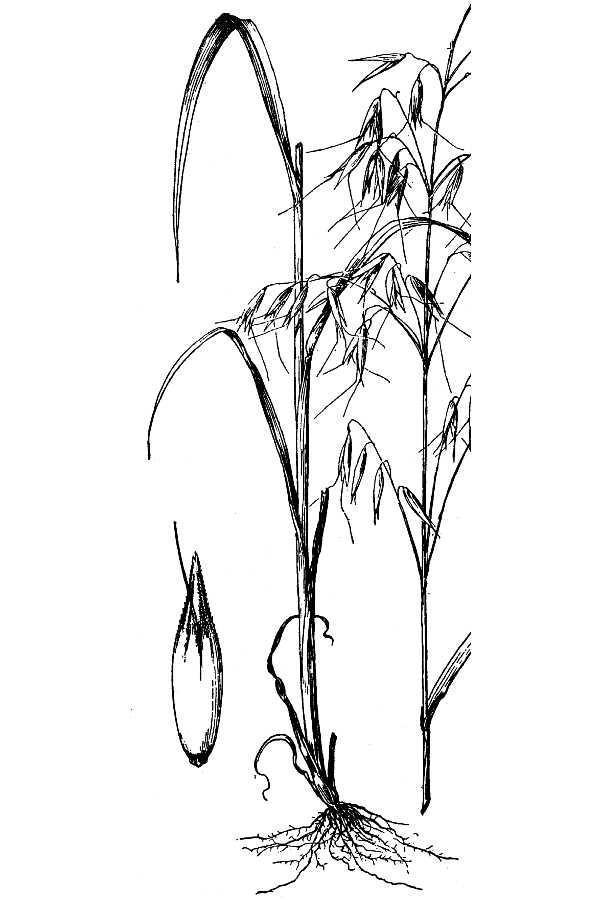 Drawing Wheat Plant