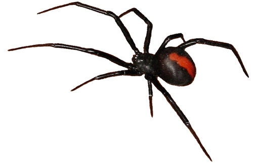 Australian Spiders, Venomous Redback Spider, Poisonous Funnel Web ...
