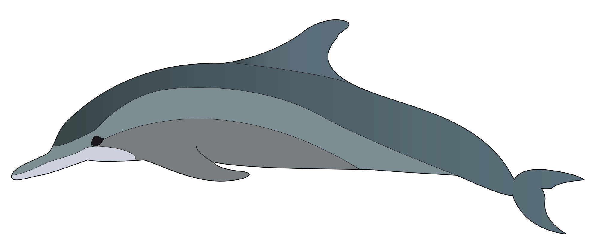 clipart dolphin pictures - photo #46
