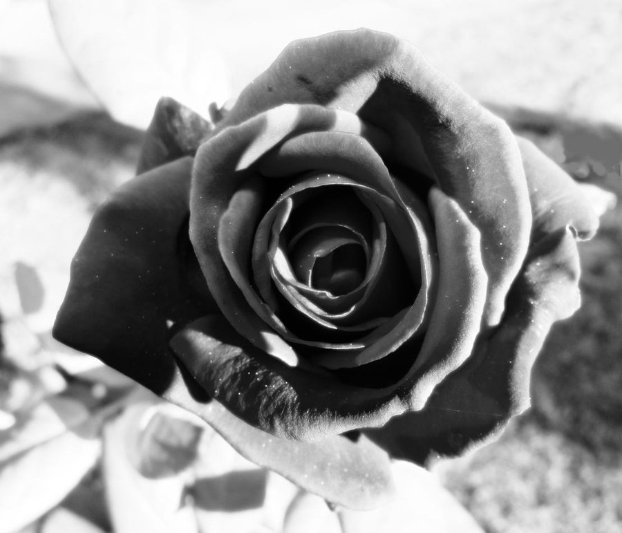 Black and white rose by bonniedarko on DeviantArt