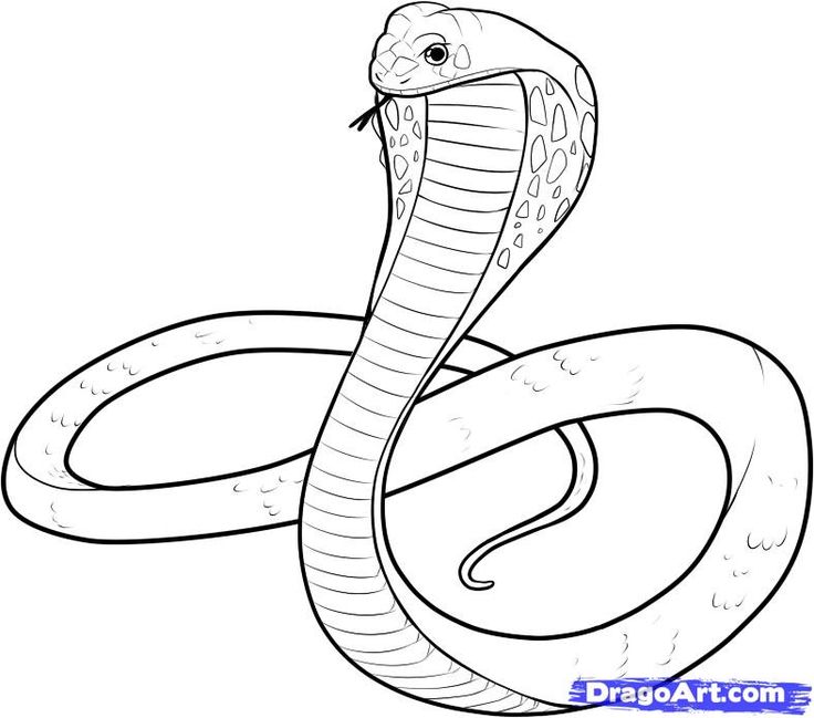 Snake Drawing on Pinterest | Snake Art, Aboriginal Art and ...
