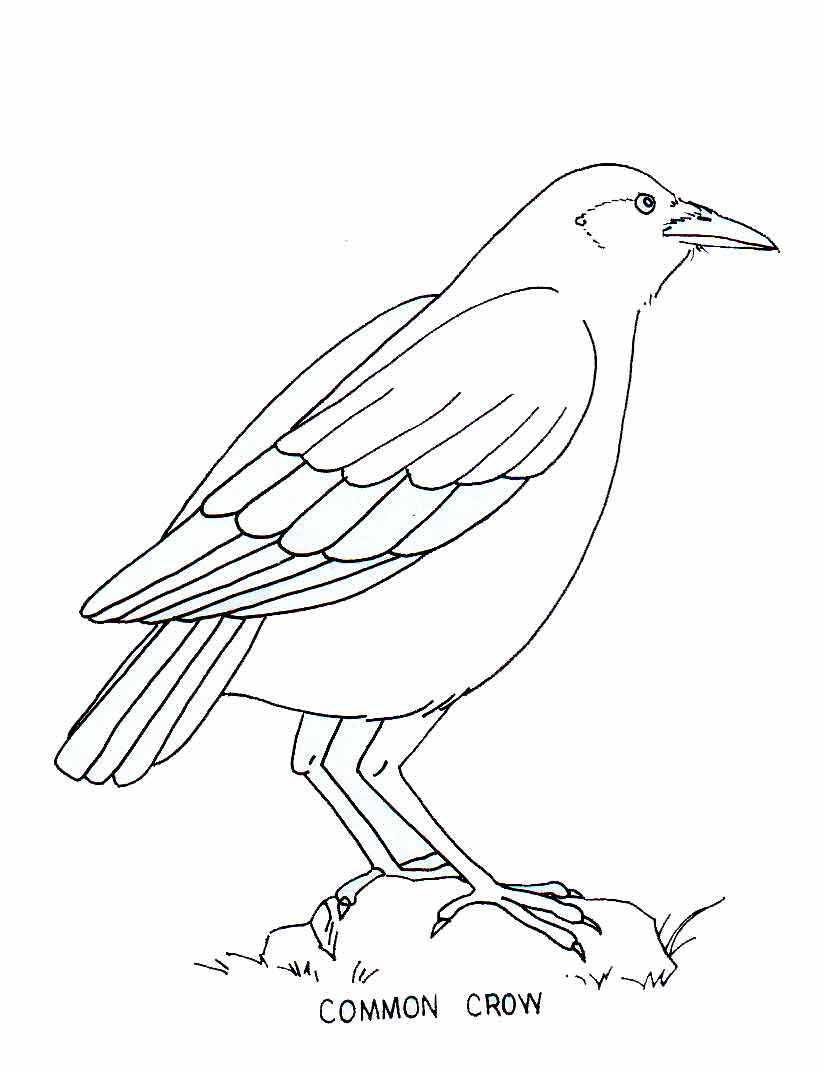 Crow Coloring Pages | SelfColoringPages.com