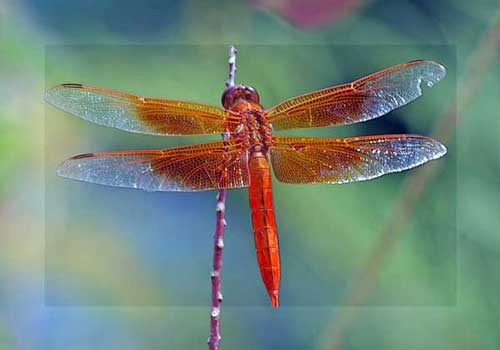 Delightful Dragonflies | Judy Vorfeld's Office Support Services
