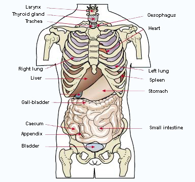 Human Body Parts - Cliparts.co