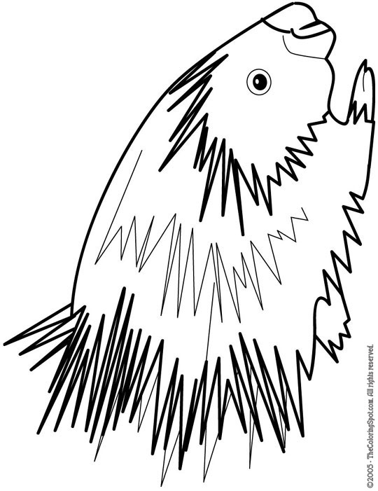 PORCUPINE Colouring Pages (page 3)