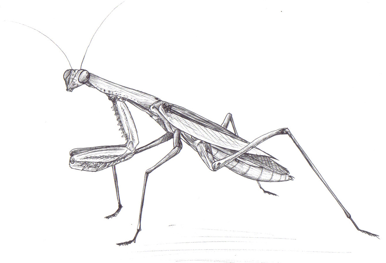 Praying Mantis Drawing - Gallery