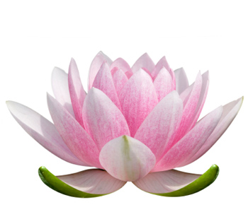 Lotus Flower Meaning