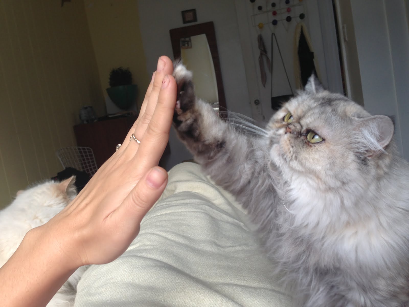 22 of the coolest cats giving a cool high five!