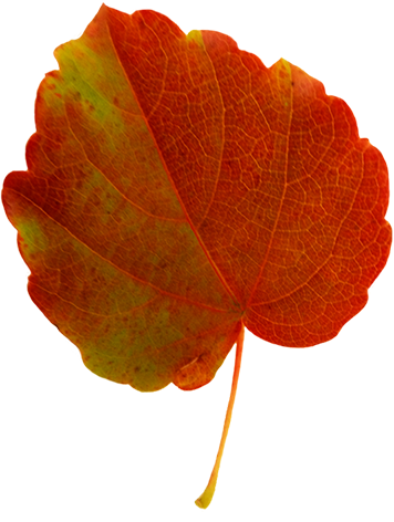 Pix For > Red Autumn Leaves Clip Art