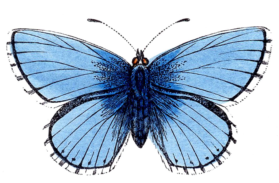 clip art free butterfly - photo #28