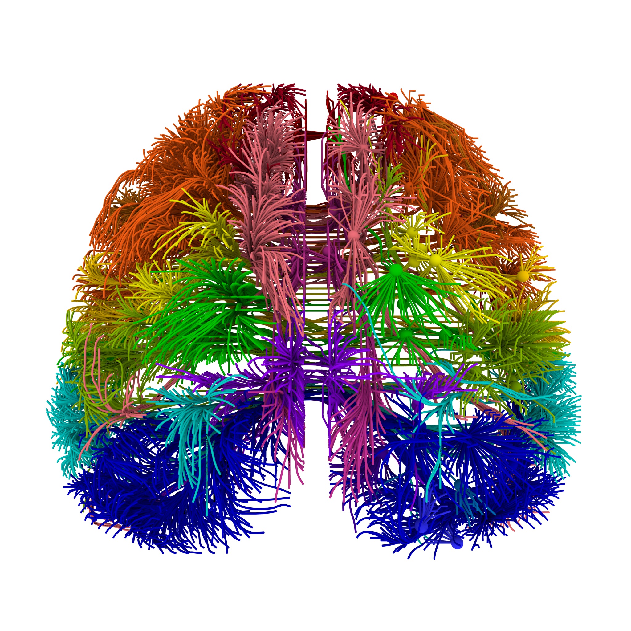 First Wiring Diagram of Mouse Brain Created - D-brief