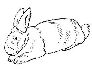Picture of a Realistic Rabbit or Hare