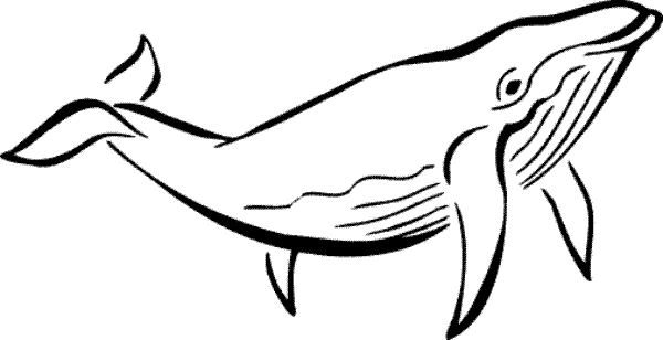 Coloring Pages of Whale for Kids | Animal Vista