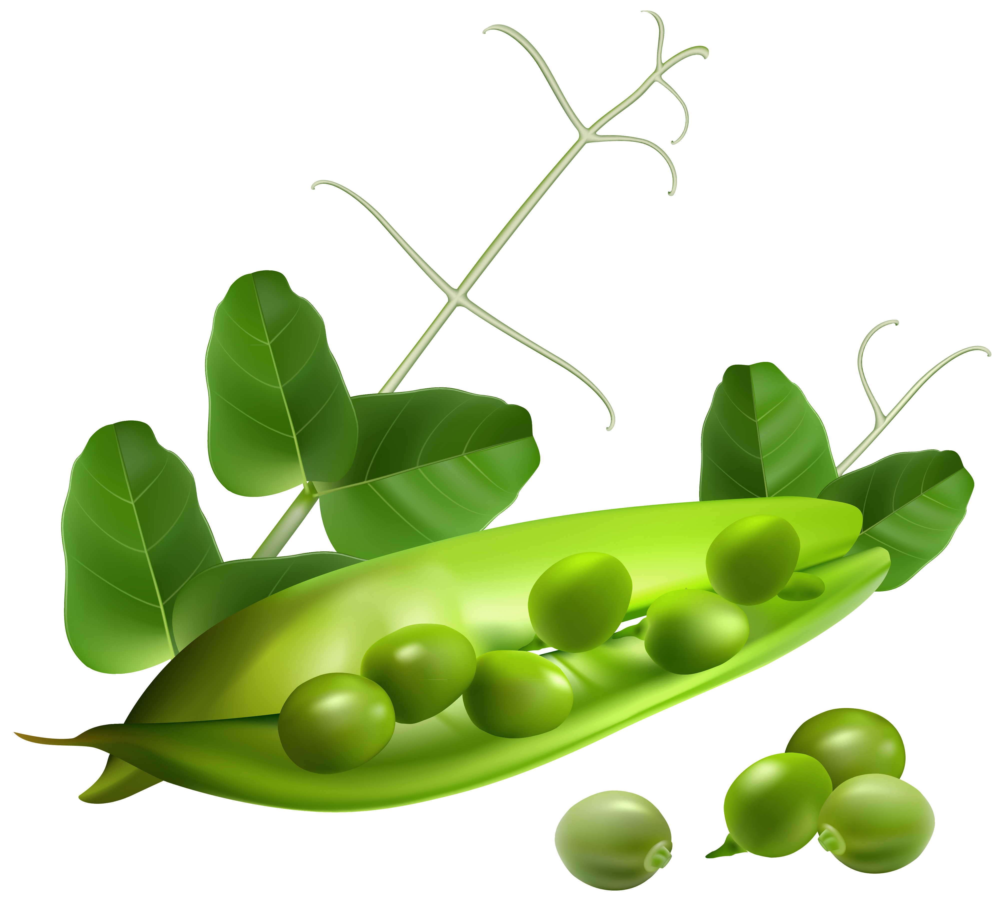 Pea Pod PNG Clipart