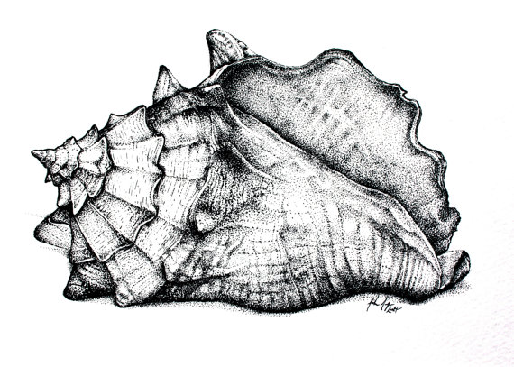 Conch Shell Drawing - Cliparts.co