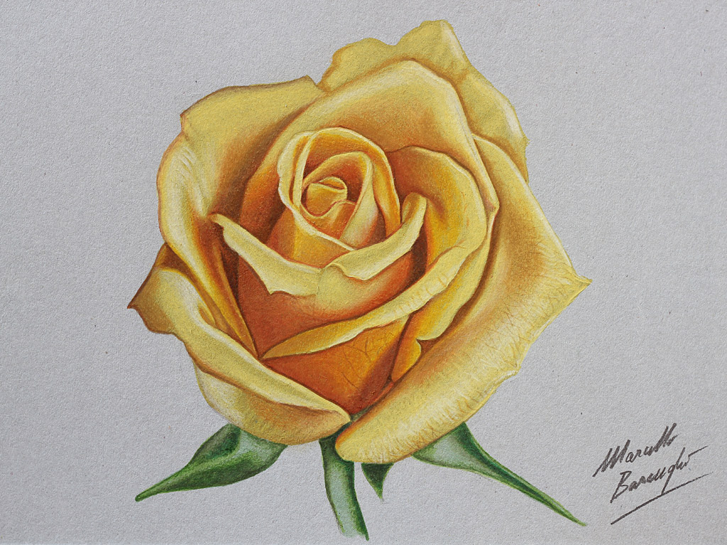 Realistic Red Rose Drawing - Gallery