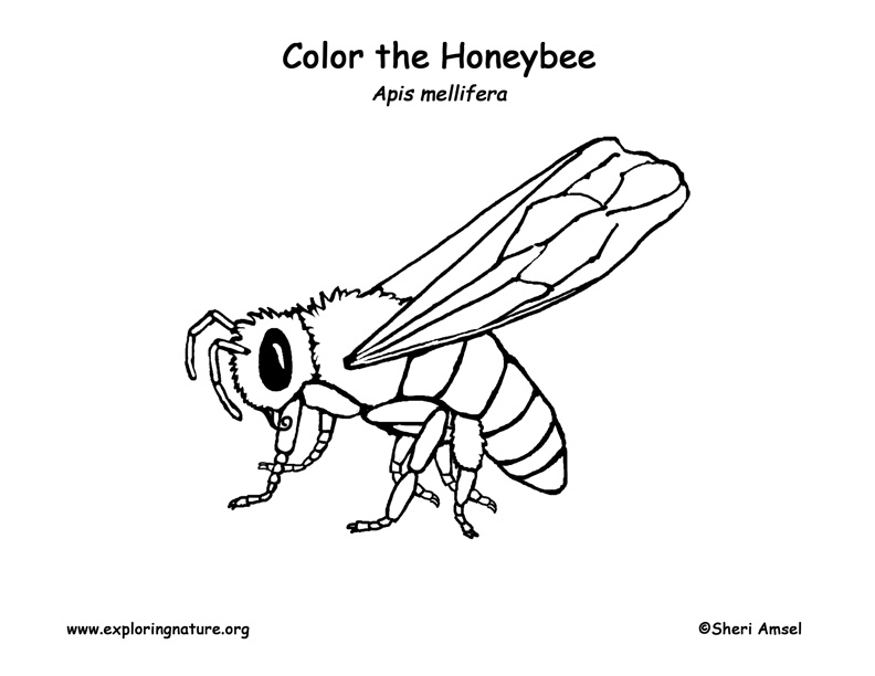 Honey Bee Coloring Pages, honey bee coloring page - Drawing Kids