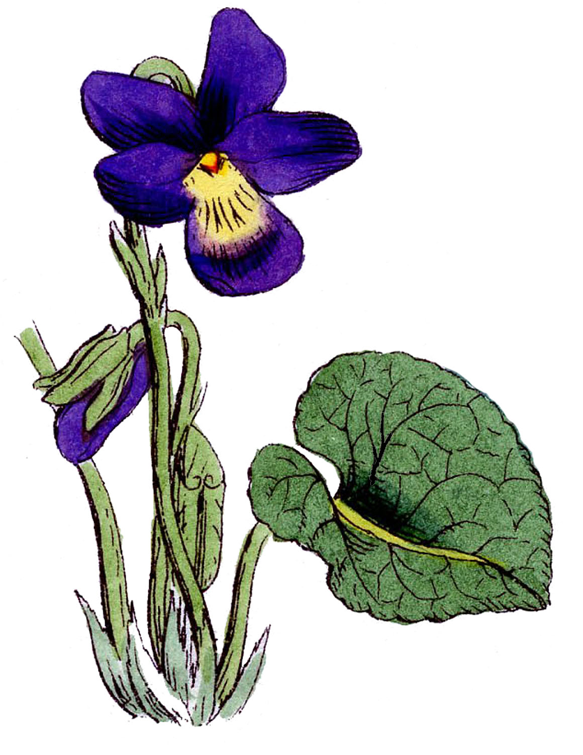 Vintage Floral Images - 3 Lovely Violets - The Graphics Fairy ...