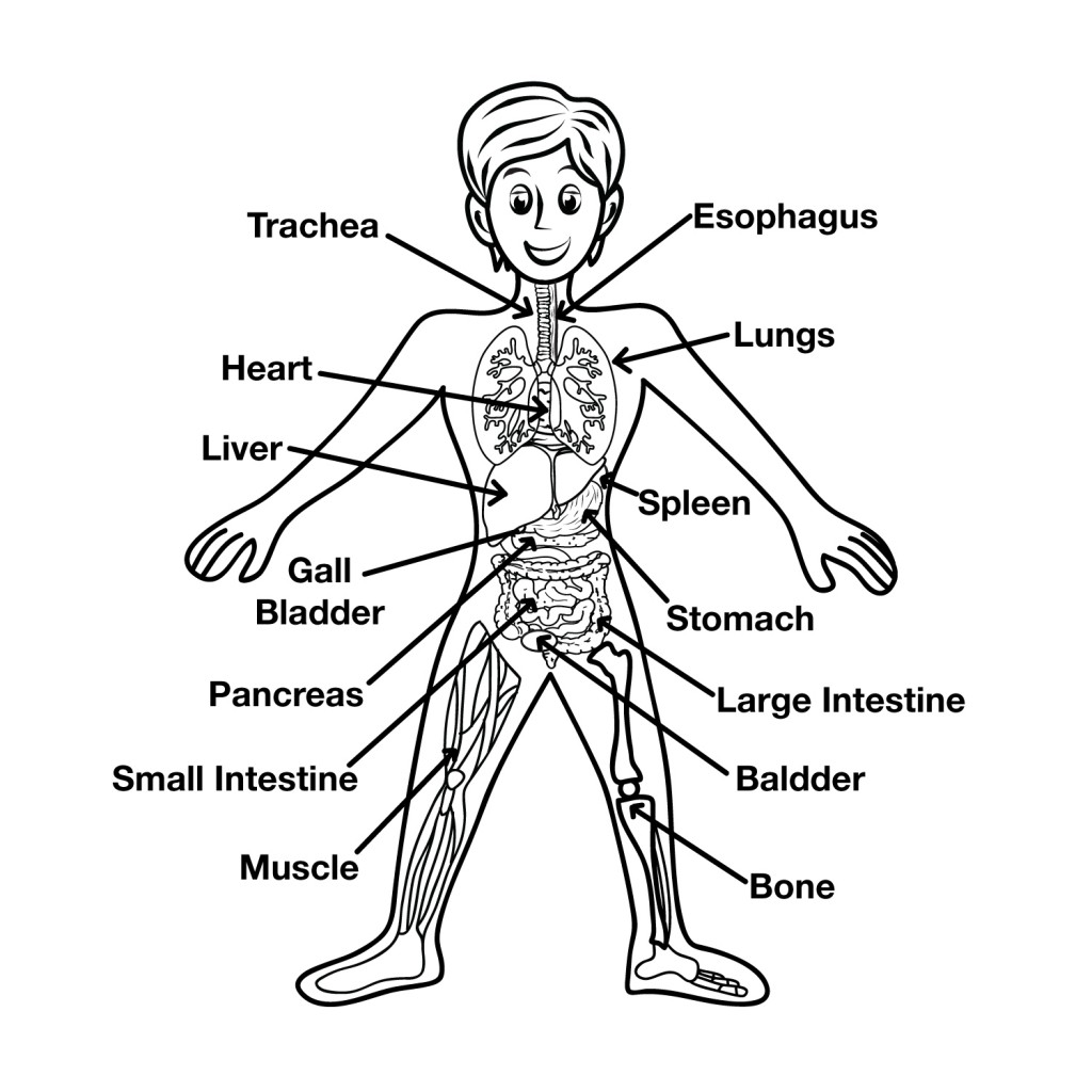 Fun Human Body Facts for KidsEasy Science For Kids