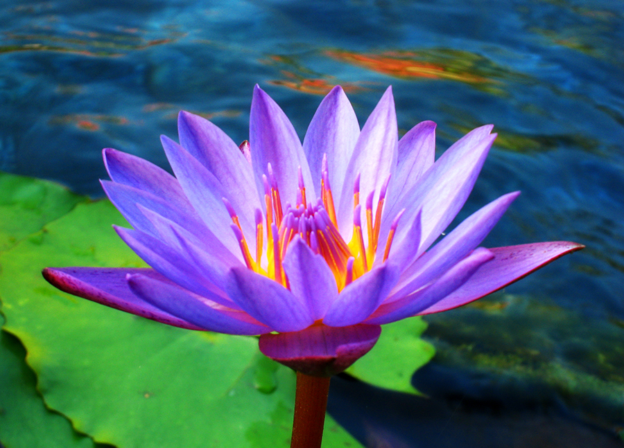 lotus flower images | Get free Image Hosting & easy photo sharing
