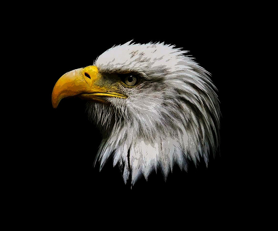 Painted Bald Eagle Head by Steve McKinzie
