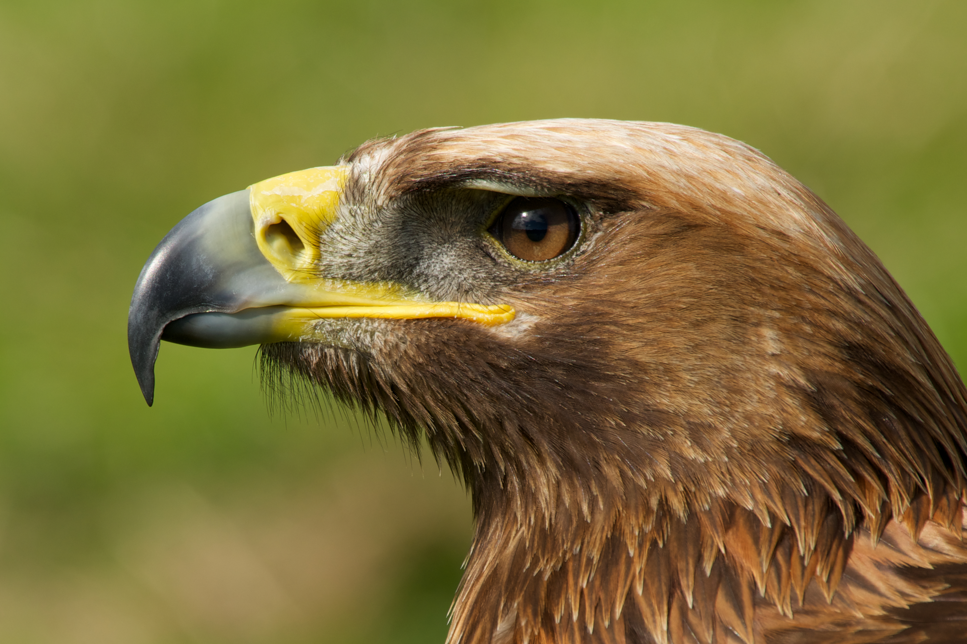 Close-up of golden eagle head with catchlight | Nick Dale's Blog