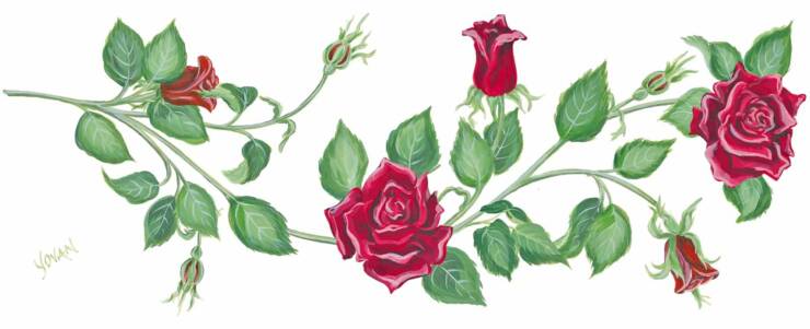Rose Vine Drawing Images & Pictures - Becuo