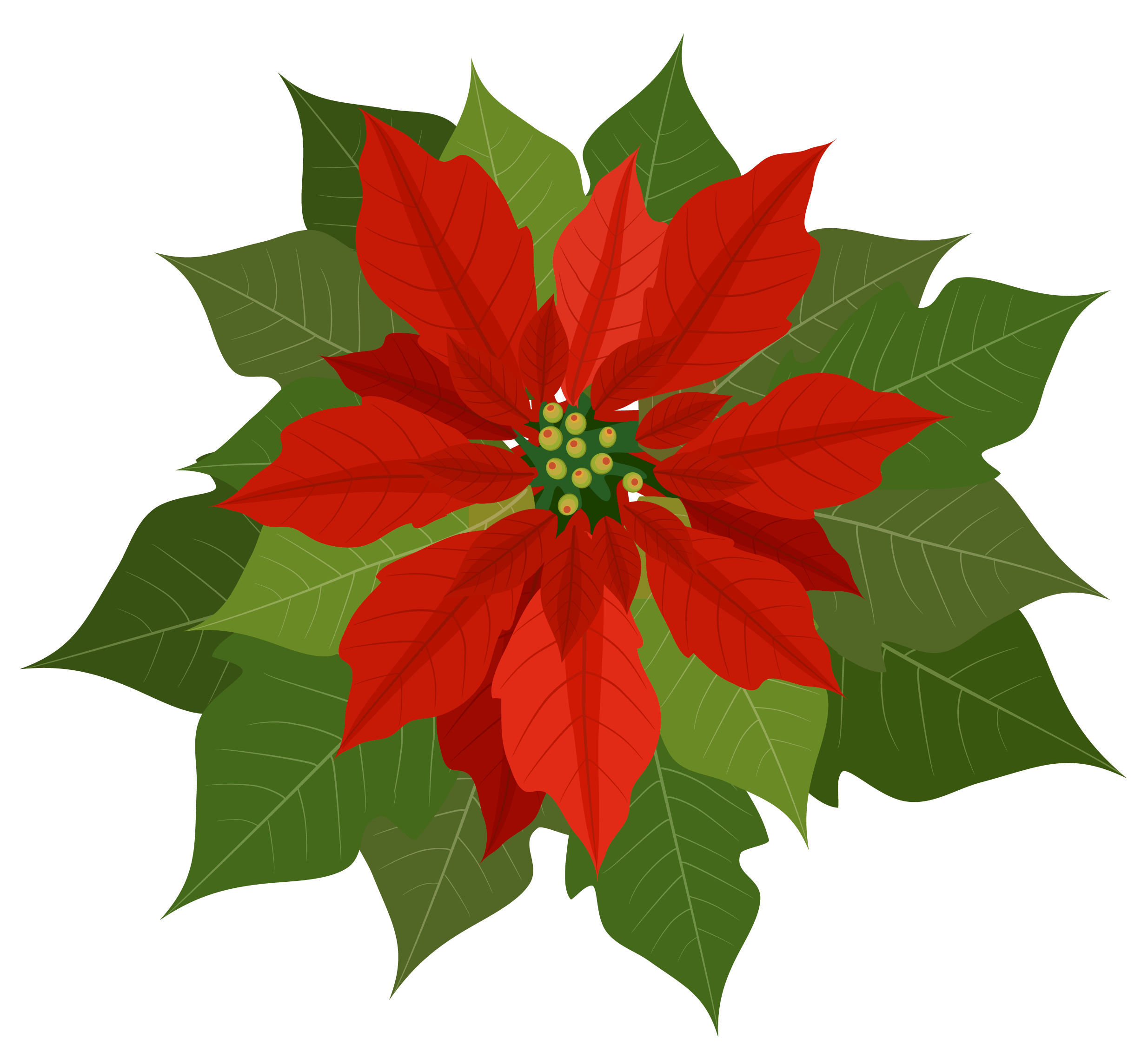 Poinsettia Plant Clipart Images & Pictures - Becuo