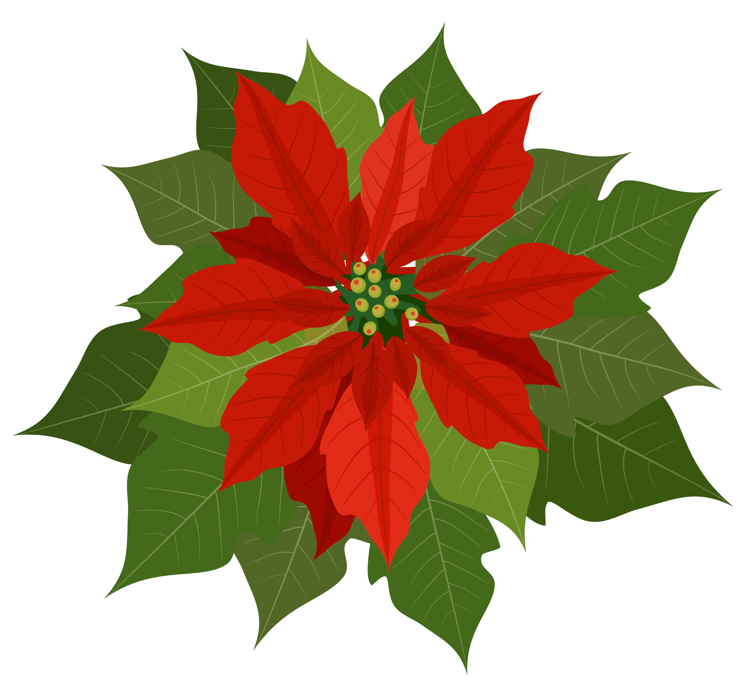 free black and white poinsettia clipart - photo #17