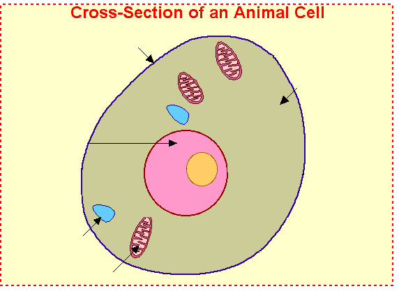 Unlabeled Animal Cell - Cliparts.co