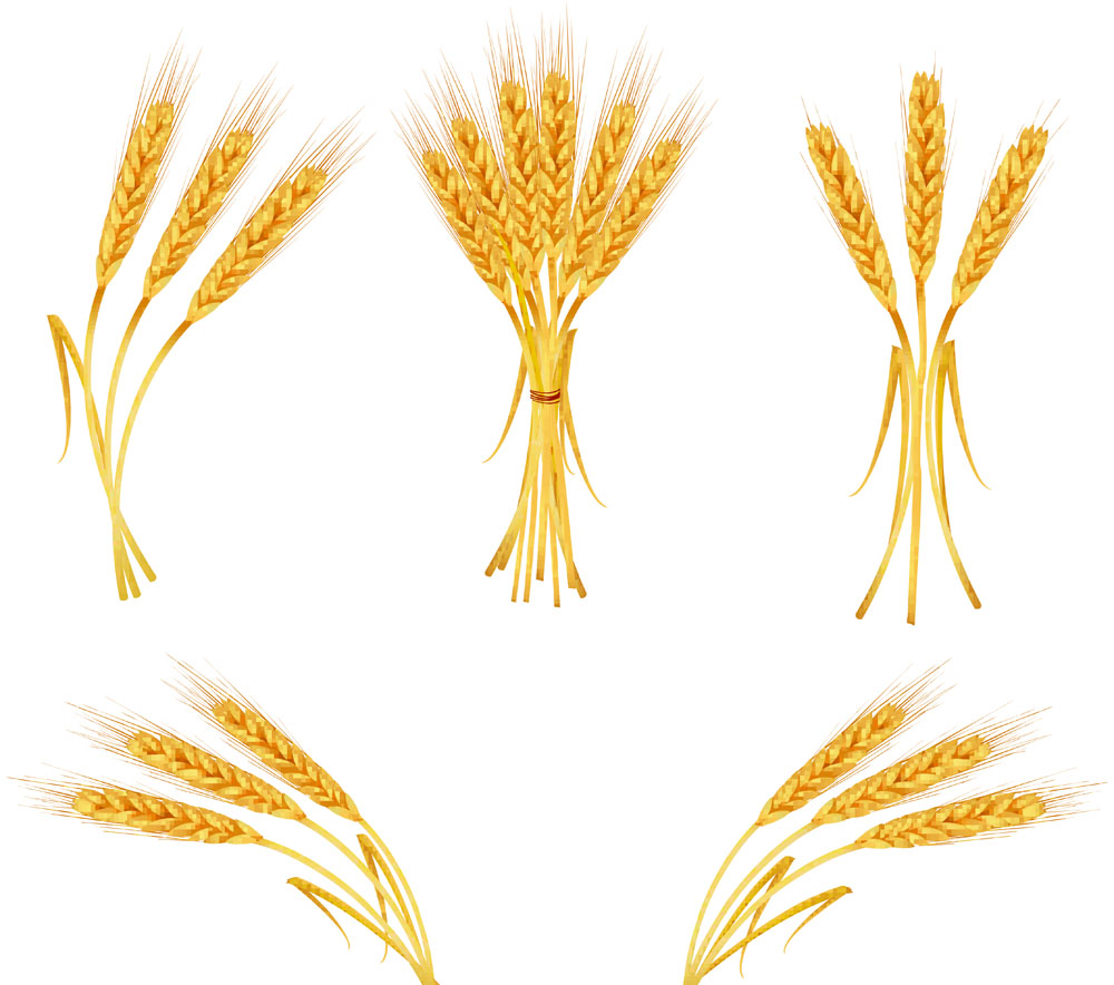 Vector Wheat / Wheat Free Vectors Download / 4Vector
