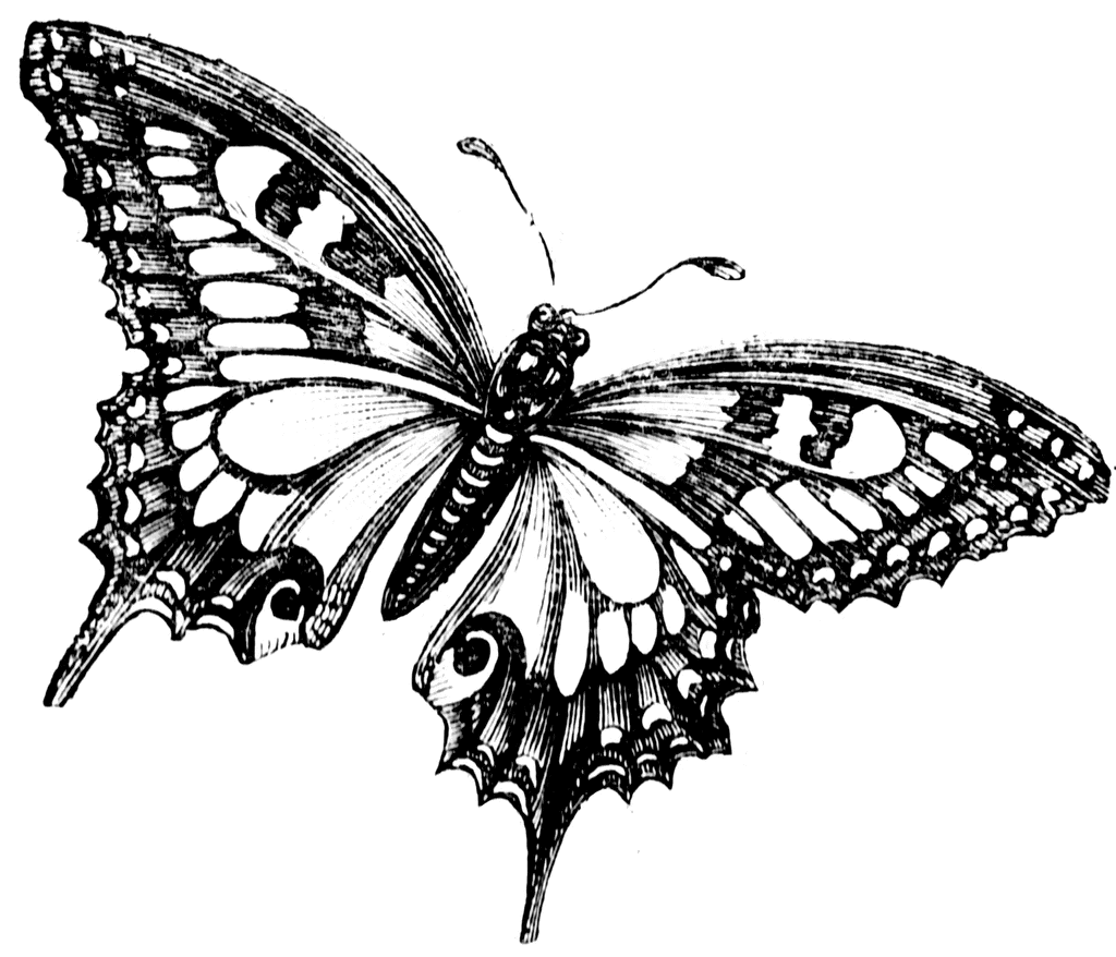 Black And White Butterfly - ClipArt Best