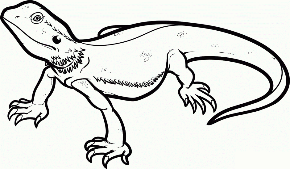 Zoo Reptile Coloring Pages Zoo Alligators Exhibit Coloring Page ...
