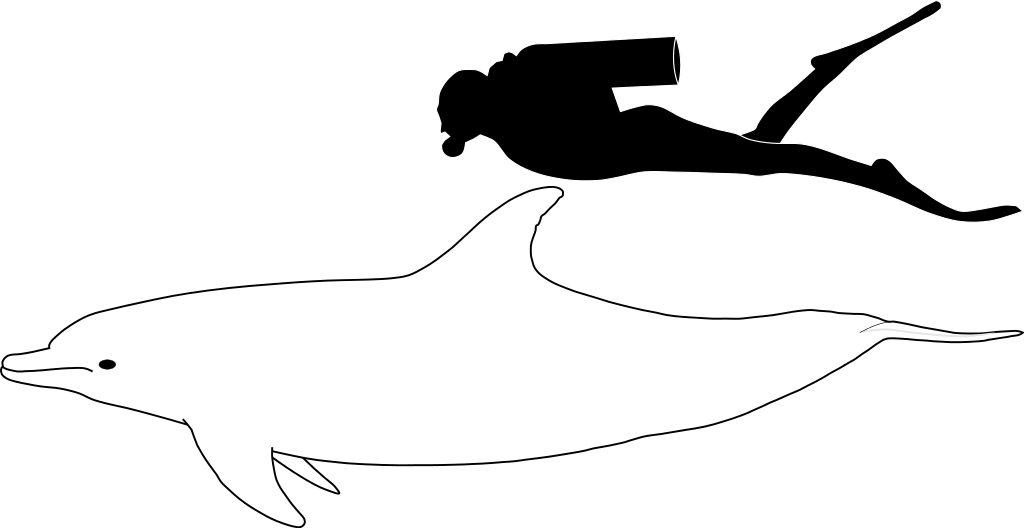 File:Bottlenose dolphin size.svg - Wikimedia Commons