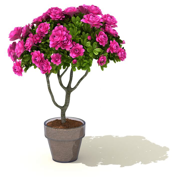 Flower Pot Plant 3D Model- CGTrader.