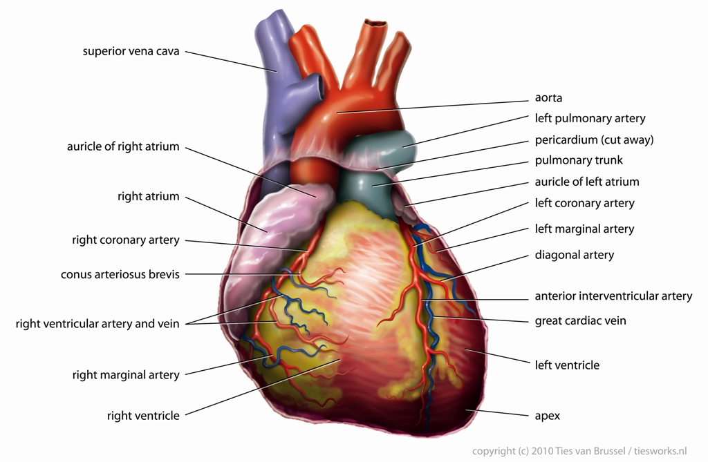 Circulatory System Drawing Kids