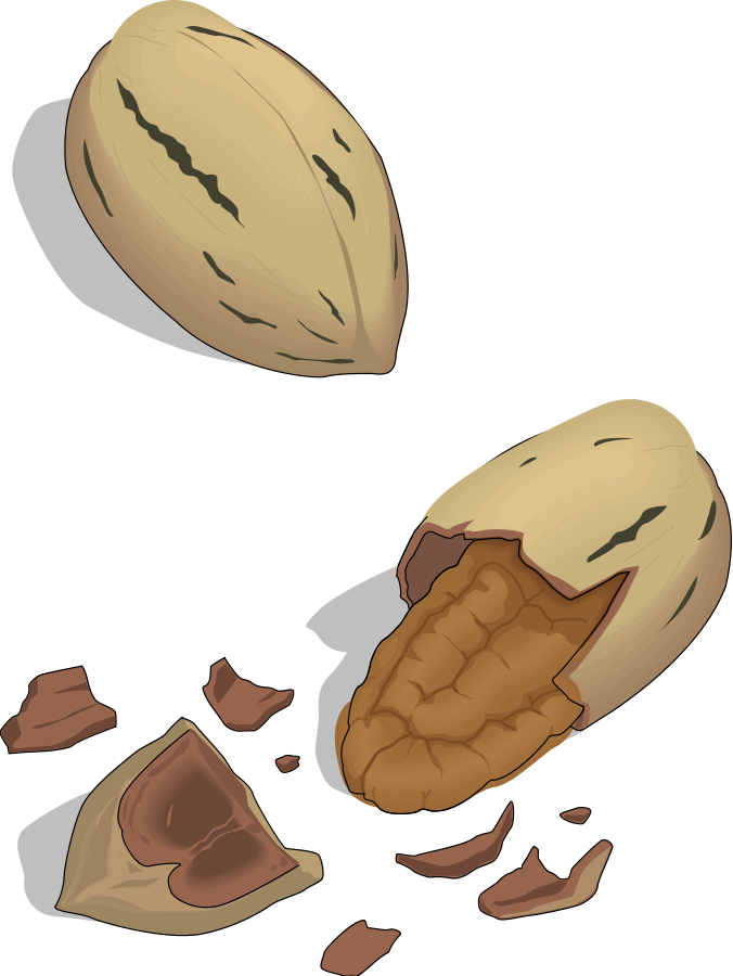 clipart of tree nuts - photo #22