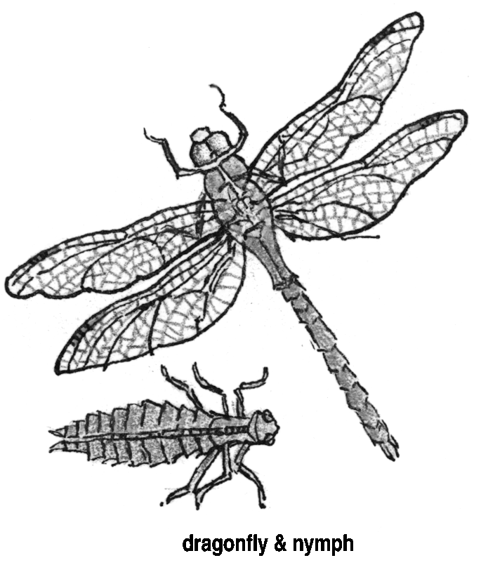 Dragonfly & nymph