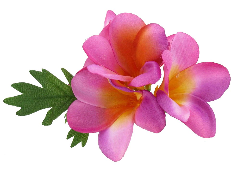 free plumeria flower clip art - photo #15
