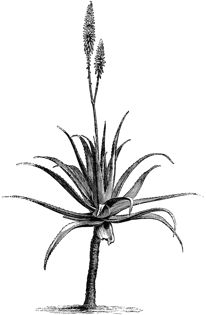 Aloe Vera Flower | ClipArt ETC