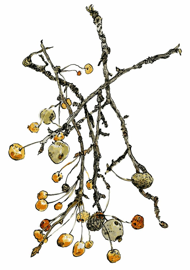 Botanical Illustration Crab Apples Illustration Pinterest