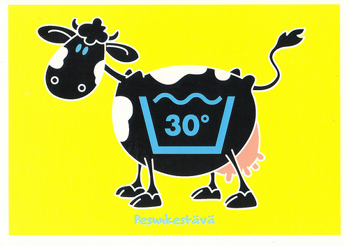 Washable Cow Illustration Postcard - a photo on Flickriver