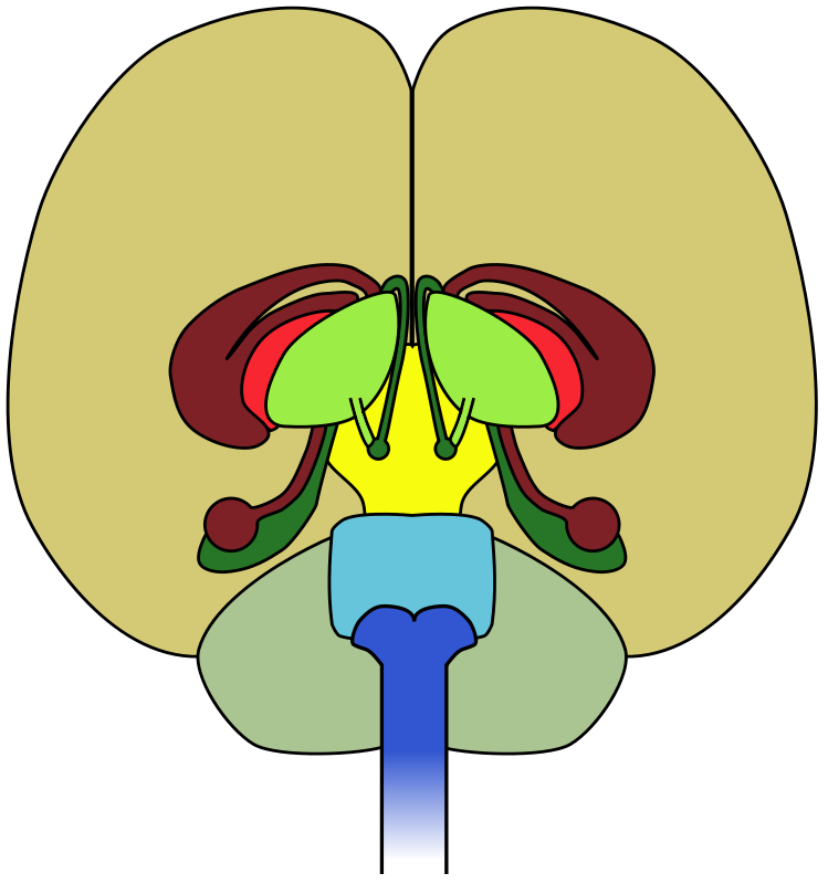 Brain-front View Clip Art Download