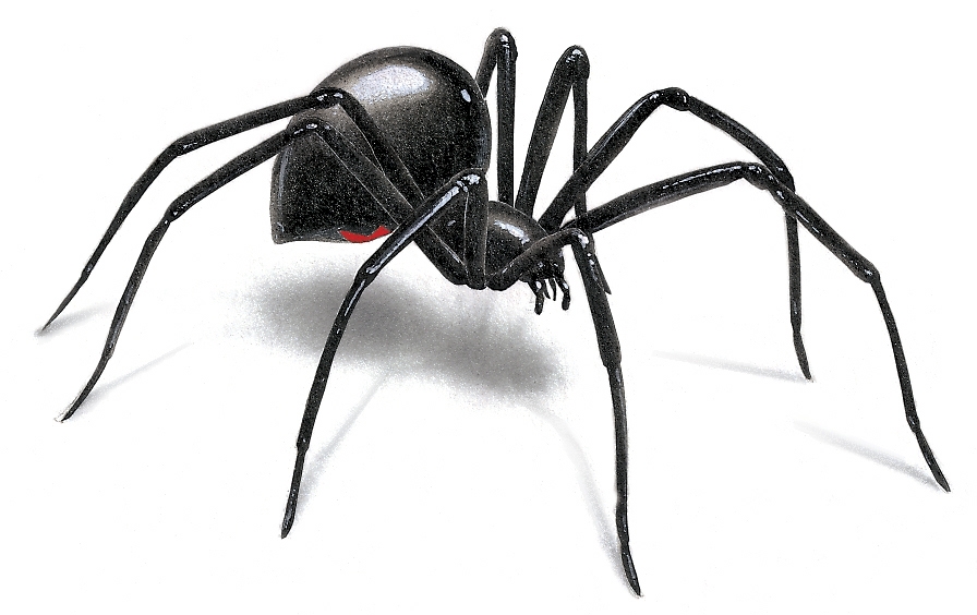 Black Widow Spider | Cartoon Inside