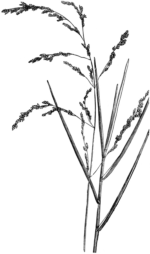 Meadow Spear Grass | ClipArt ETC