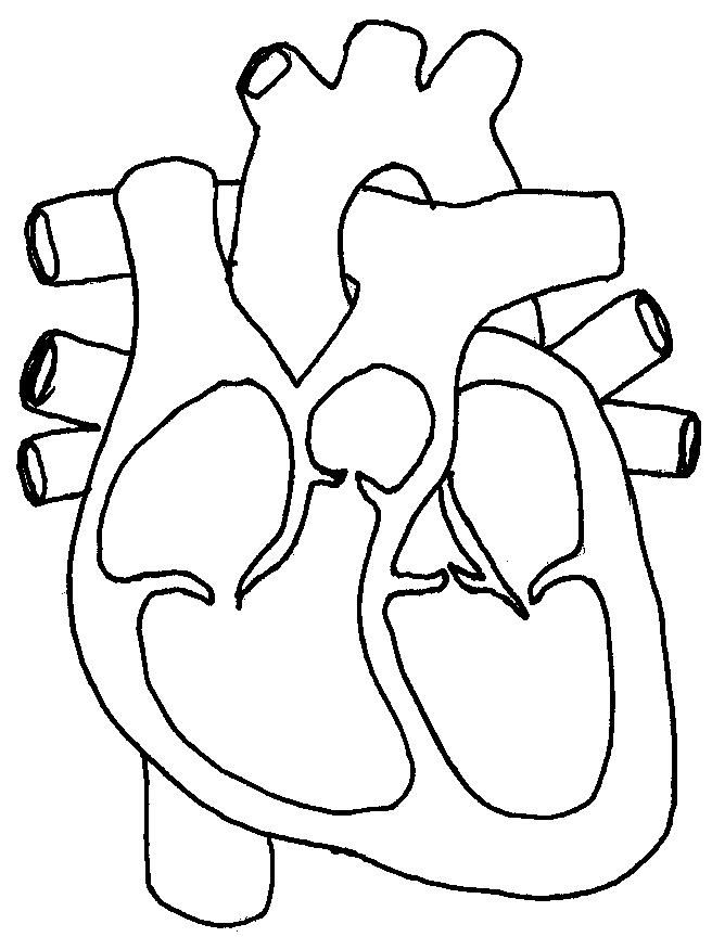 Medical Heart Diagram Colouring Pages (page 2) - AZ Coloring Pages