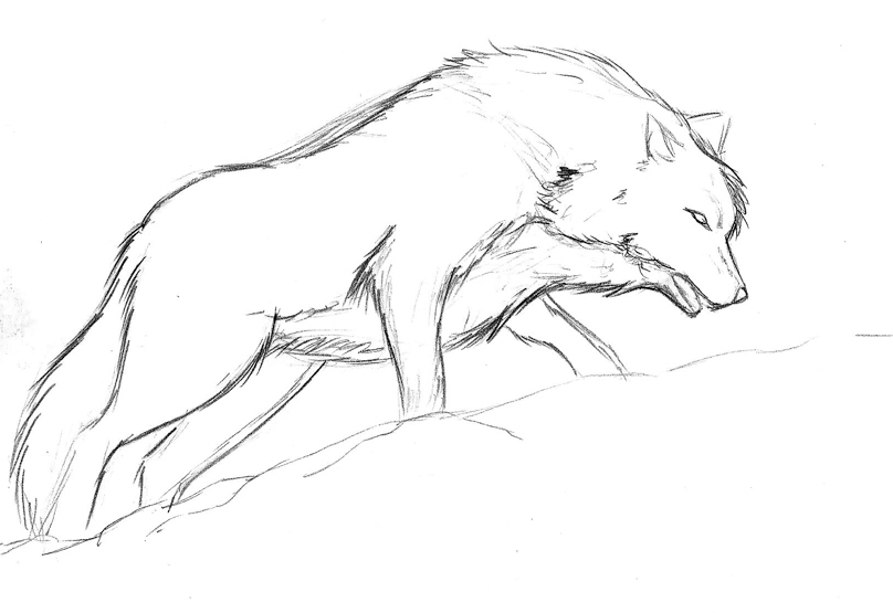 Wolf Drawings Gallery