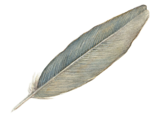 Project Beak: Adaptations: Feathers: Feather Types