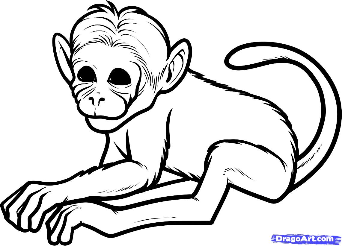 How to Draw a Chimeric Monkey, Chimeric Monkeys, Step by Step ...